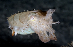 North Sulawesi-2018-DSC04414_rc- Broadclub cuttlefish juv. - Seiche - Sepia latimanus
